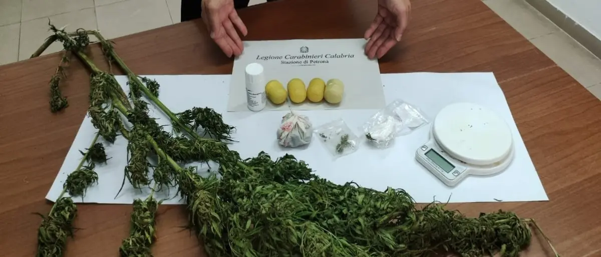 Coltivava marijuana in casa: 49enne denunciato nel Catanzarese