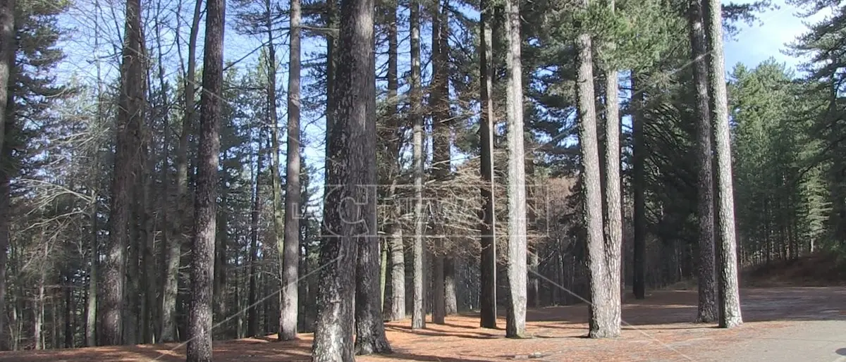Ritrovato l’anziano disperso in Sila mentre cercava funghi