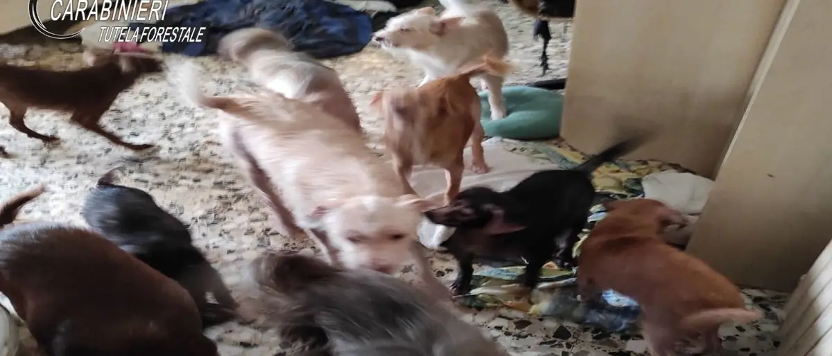 Crotone, 29 cani in un appartamento nel degrado: una denuncia per maltrattamento di animali