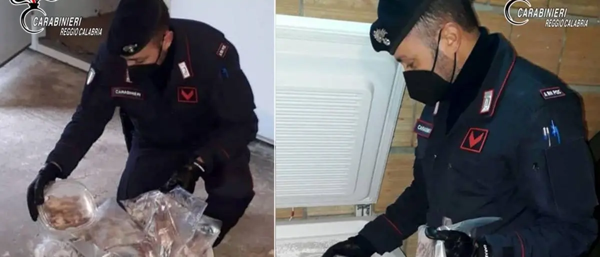 Oltre 200 ghiri congelati in casa e confezionati in pacchetti, tre arresti nel Reggino