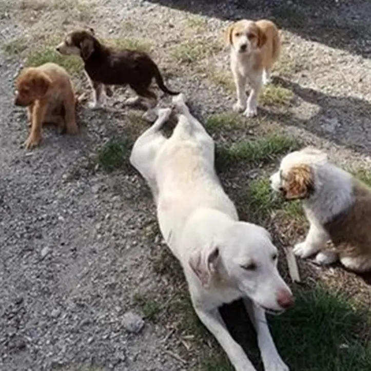 Strage di cani nel Catanzarese, uccisi con il veleno una mamma e i suoi cinque cuccioli