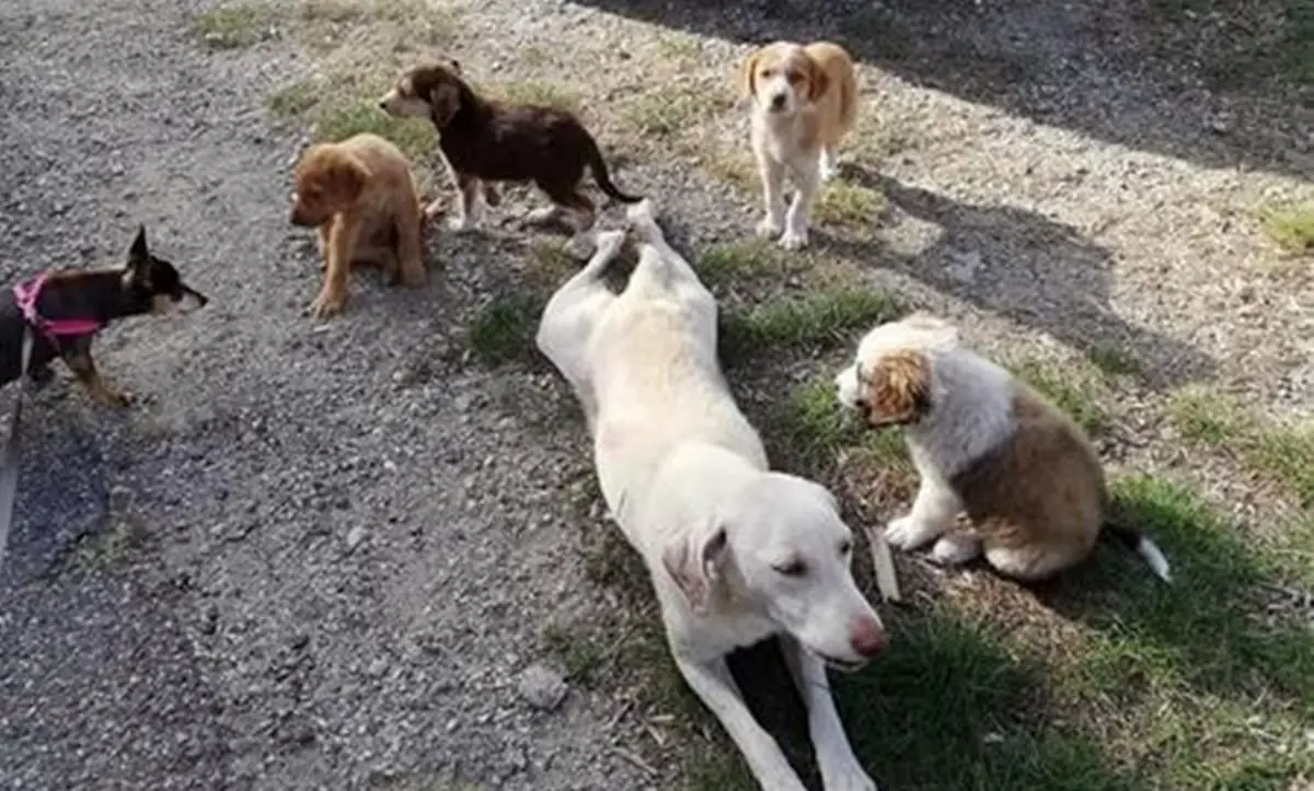 Strage di cani nel Catanzarese, uccisi con il veleno una mamma e i suoi cinque cuccioli