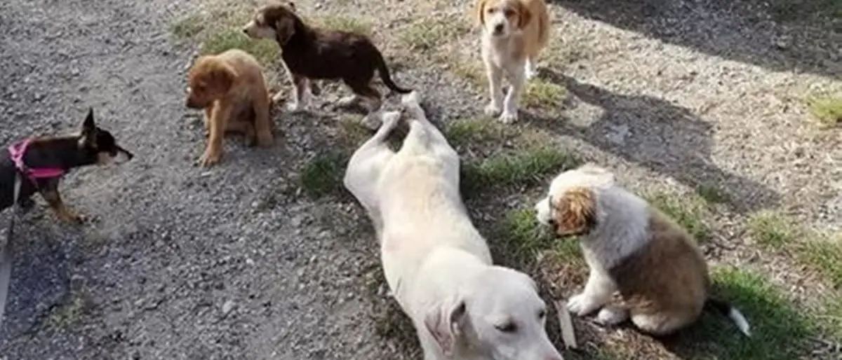 Strage di cani nel Catanzarese, uccisi con il veleno una mamma e i suoi cinque cuccioli
