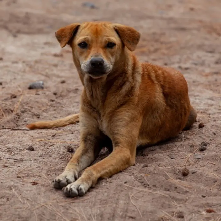 A Vibo cani morti avvelenati, l’Enpa lancia un appello: «Chi sa parli»