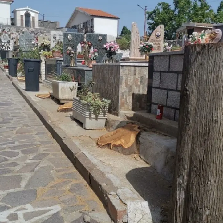 Cipressi tagliati all’interno di un cimitero, denunciato dirigente di un Comune cosentino