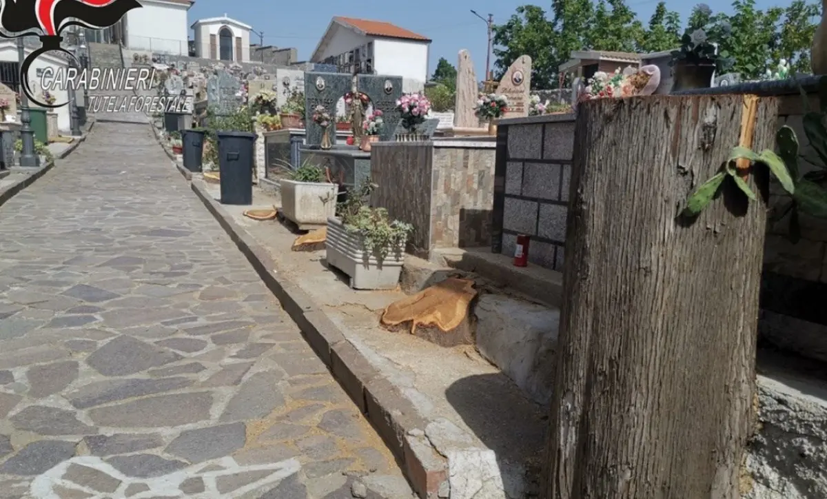 Cipressi tagliati all’interno di un cimitero, denunciato dirigente di un Comune cosentino