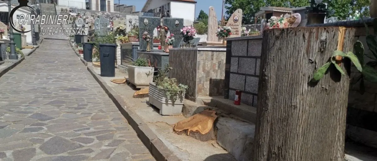 Cipressi tagliati all’interno di un cimitero, denunciato dirigente di un Comune cosentino