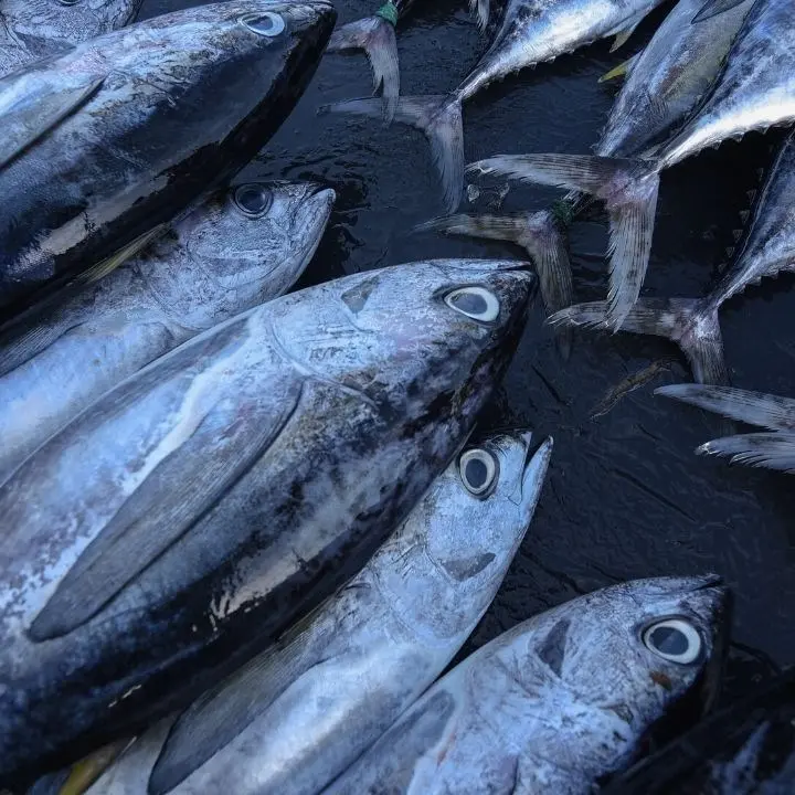 Fermato nel Crotonese con 340 chili di tonno non certificato: sequestro e sanzioni