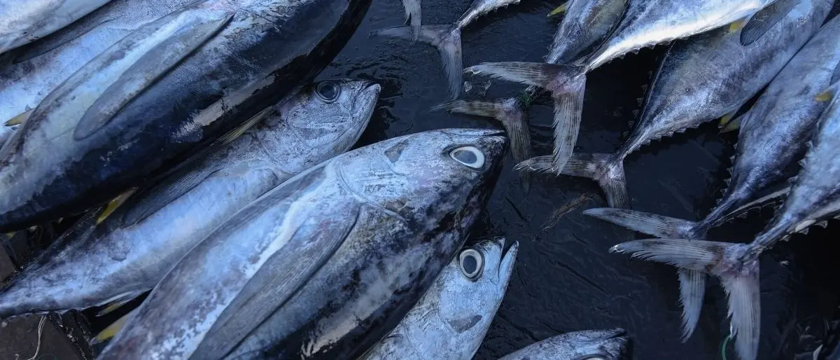 Fermato nel Crotonese con 340 chili di tonno non certificato: sequestro e sanzioni