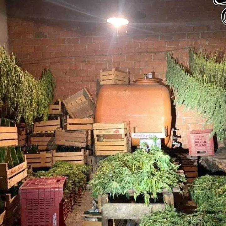 Autorizzati a coltivare canapa sativa legale ma producevano marijuana: due denunciati nel Reggino
