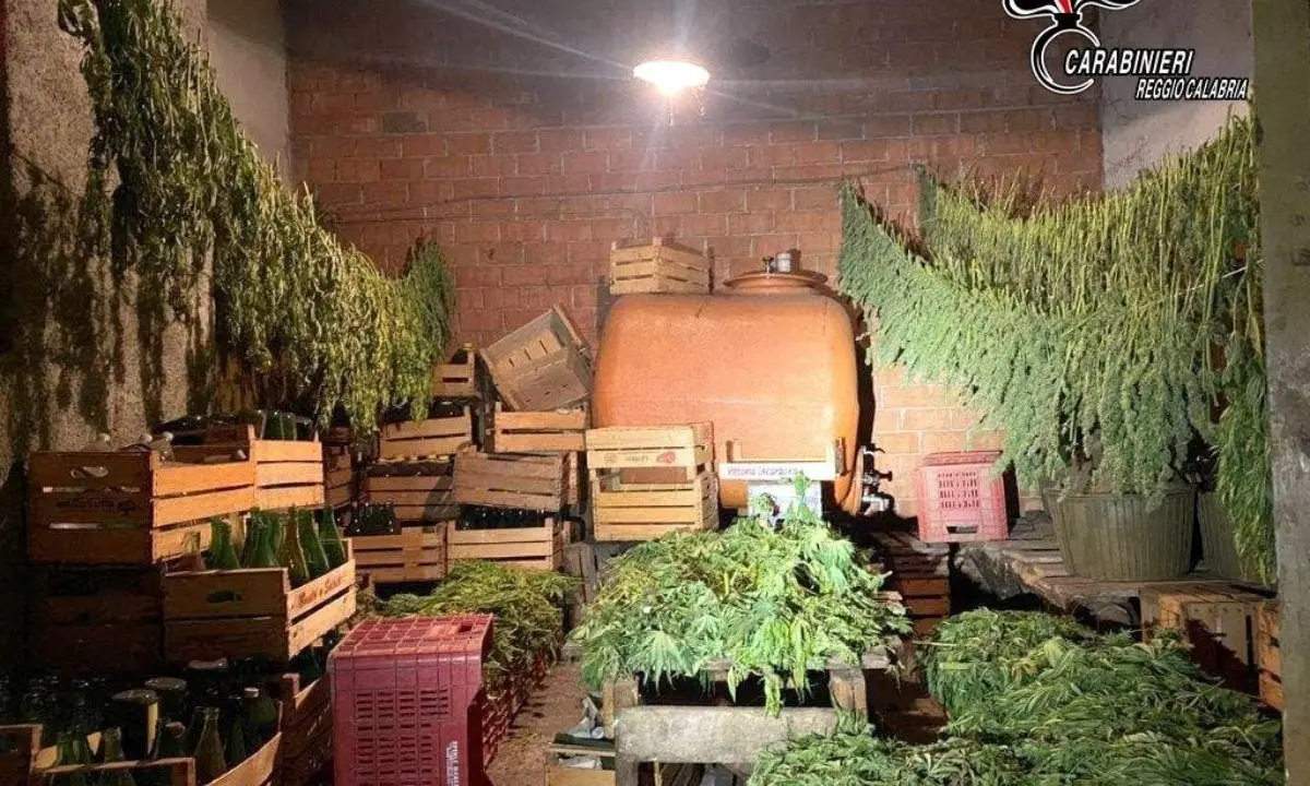 Autorizzati a coltivare canapa sativa legale ma producevano marijuana: due denunciati nel Reggino