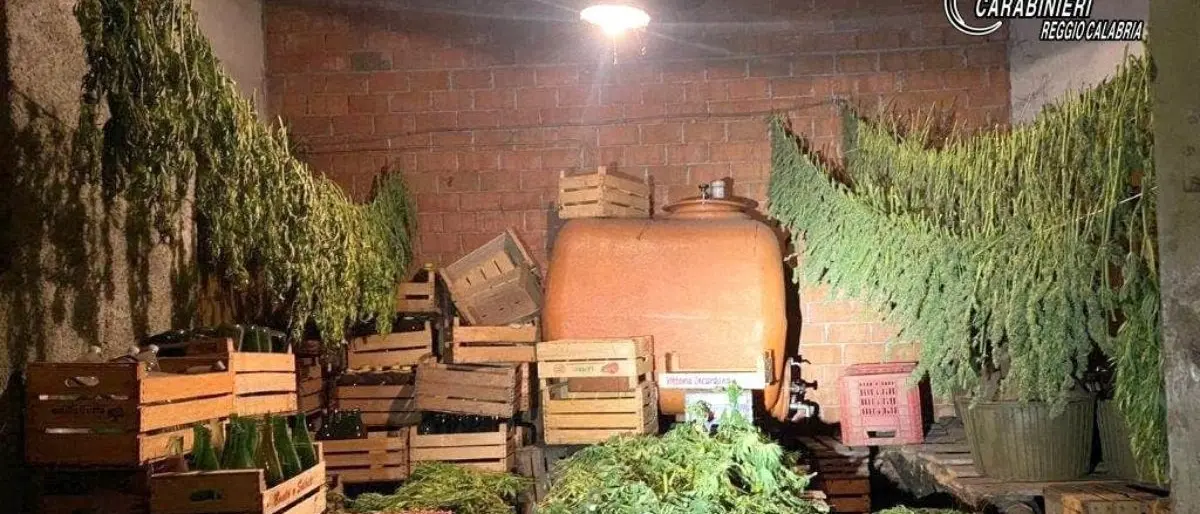 Autorizzati a coltivare canapa sativa legale ma producevano marijuana: due denunciati nel Reggino