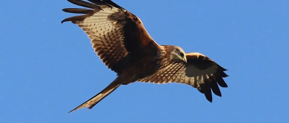 In Aspromonte si punta a far tornare il nibbio reale, ormai quasi scomparso in Calabria