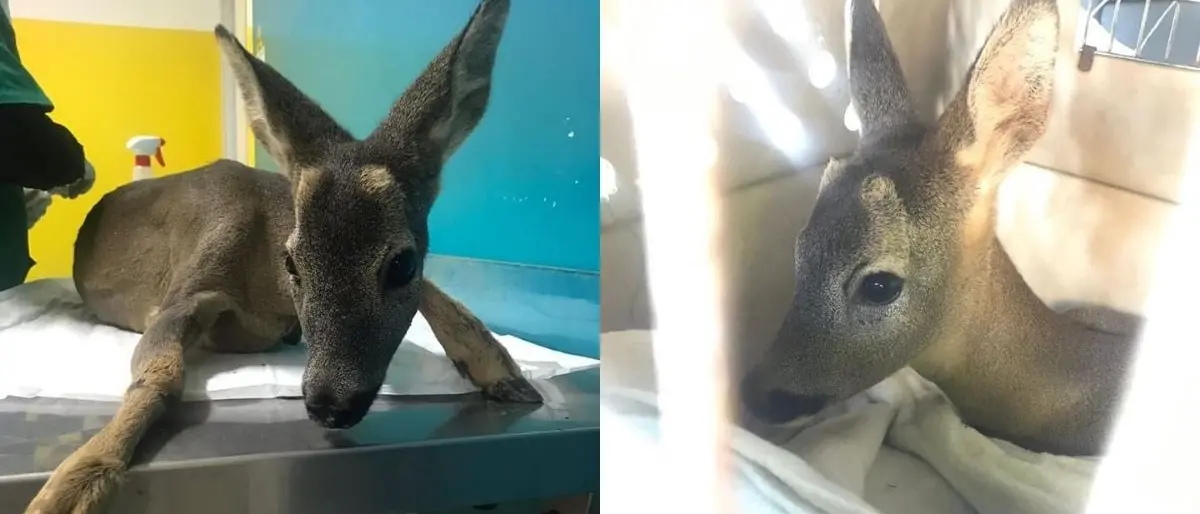 Cosenza, la triste storia del capriolo Leonardo che nessuno voleva salvare