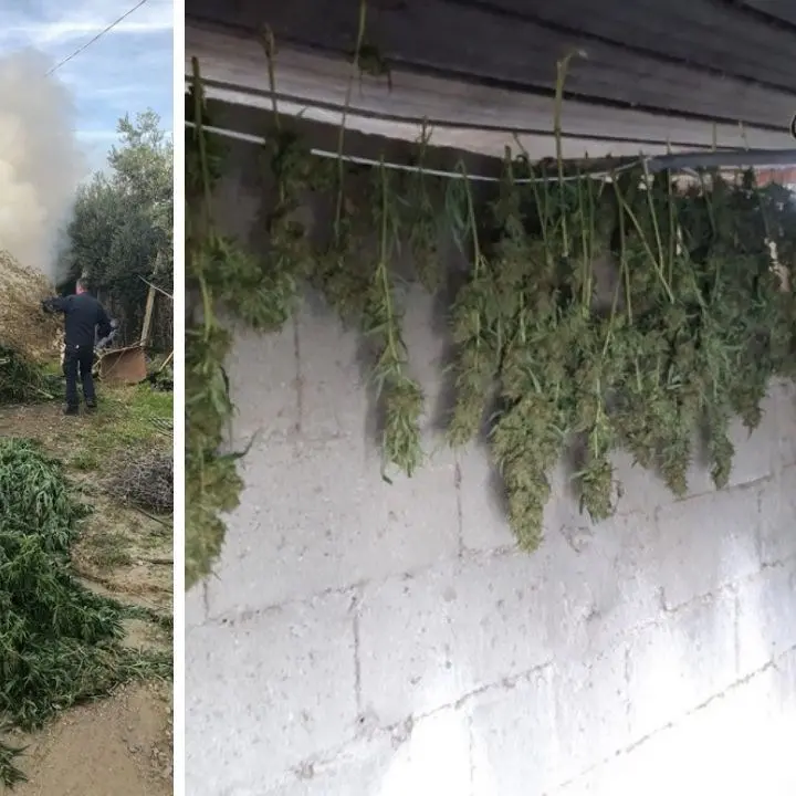 Lamezia Terme, sequestrate e distrutte più di 900 piante di marijuana: deferite 2 persone