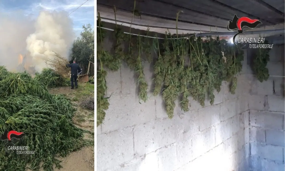 Lamezia Terme, sequestrate e distrutte più di 900 piante di marijuana: deferite 2 persone