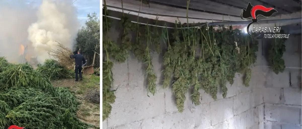 Lamezia Terme, sequestrate e distrutte più di 900 piante di marijuana: deferite 2 persone