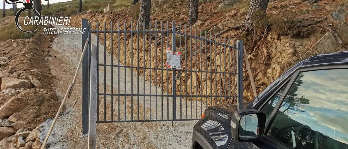 Distrugge bosco per realizzare una strada abusiva: una denuncia nel Crotonese