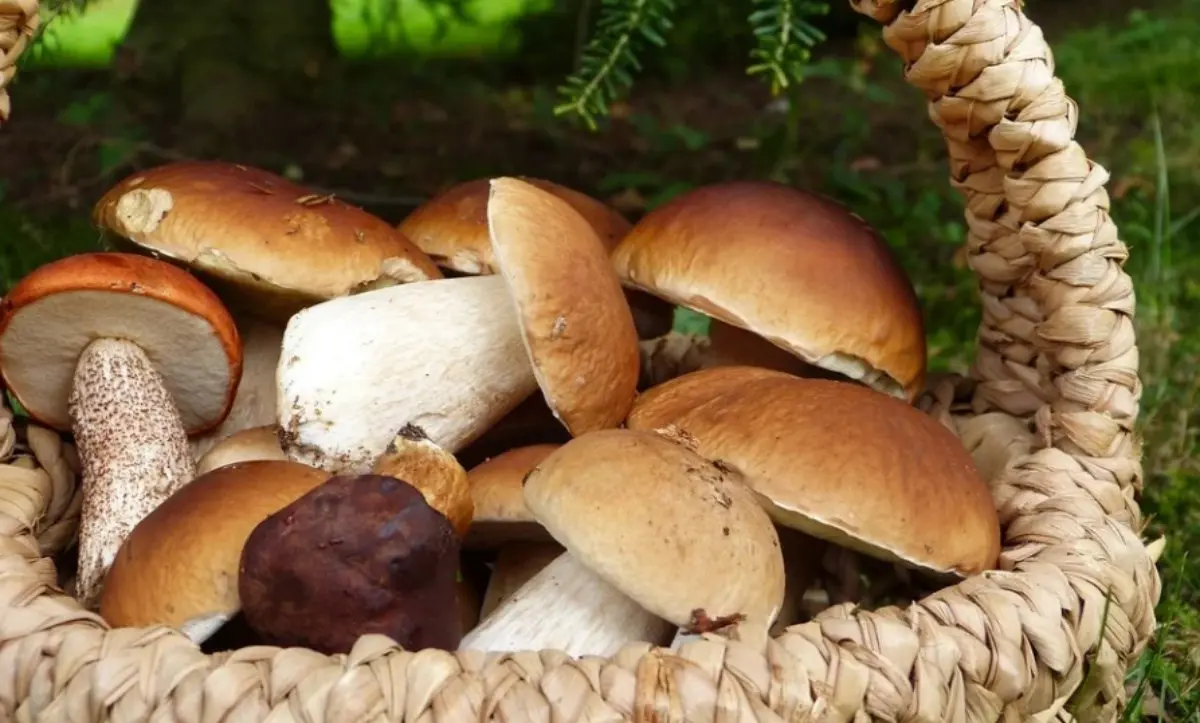 Va a funghi e si perde nei boschi del Reggino, ricerche in corso a Mammola