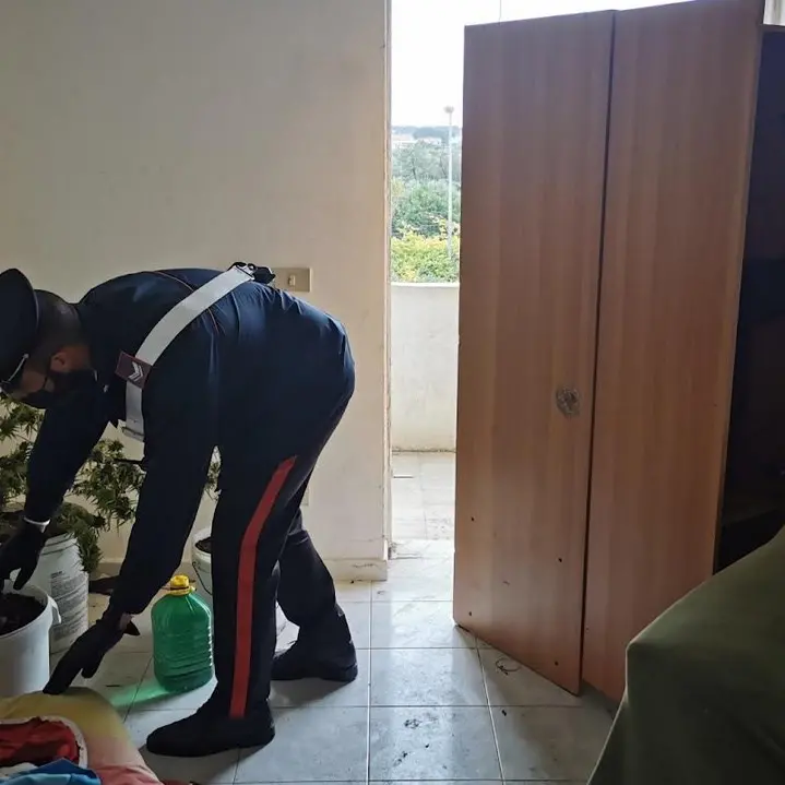 Sellia, piante di marijuana in un fatiscente fabbricato abbandonato