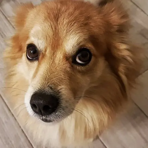 Crotone, torna “Canili al caldo”: raccolta di coperte per i cani salvati dal randagismo