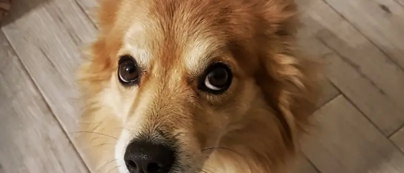 Crotone, torna “Canili al caldo”: raccolta di coperte per i cani salvati dal randagismo