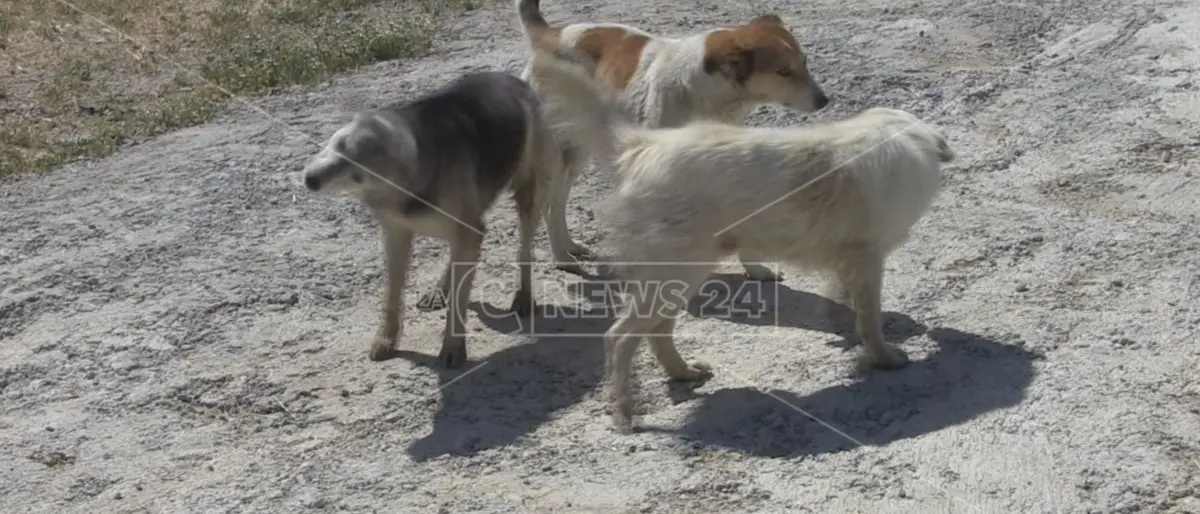 Catanzaro, nel quartiere Lido il randagismo rischia di diventare emergenza