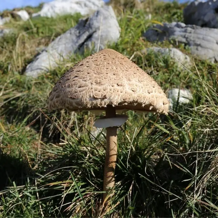 Intossicazione da funghi nel Vibonese, grave una donna ricoverata all’ospedale di Reggio