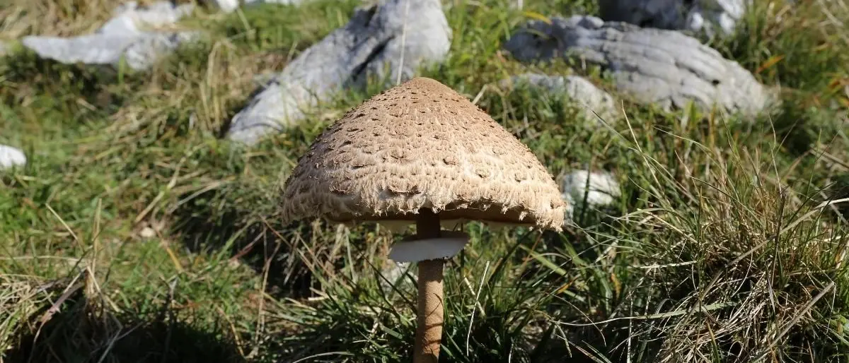 Intossicazione da funghi nel Vibonese, grave una donna ricoverata all’ospedale di Reggio