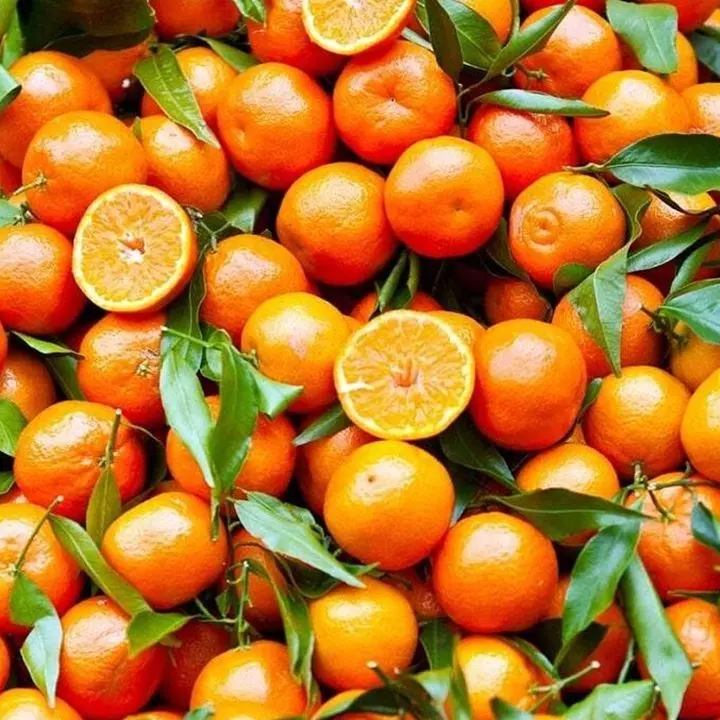 «Clementine svendute o lasciate marcire, vino e olio ignorati. La Calabria si vergogna dei suoi prodotti»