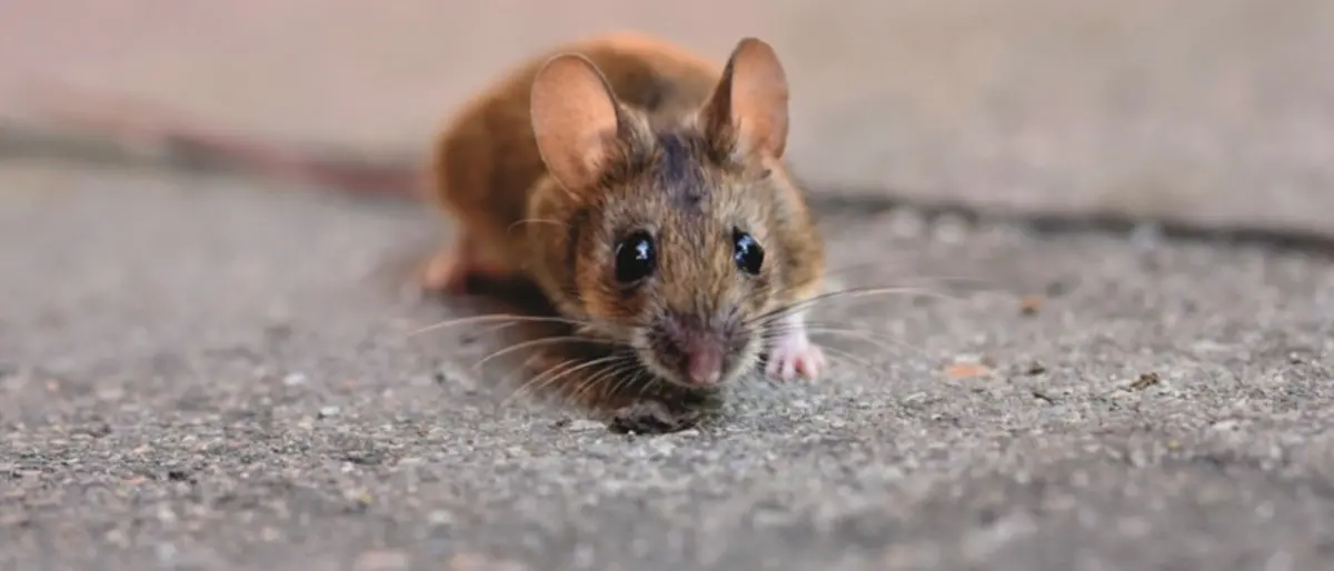 Corigliano Rossano, topi a passeggio nelle scuole: chiesto l’intervento del Comune