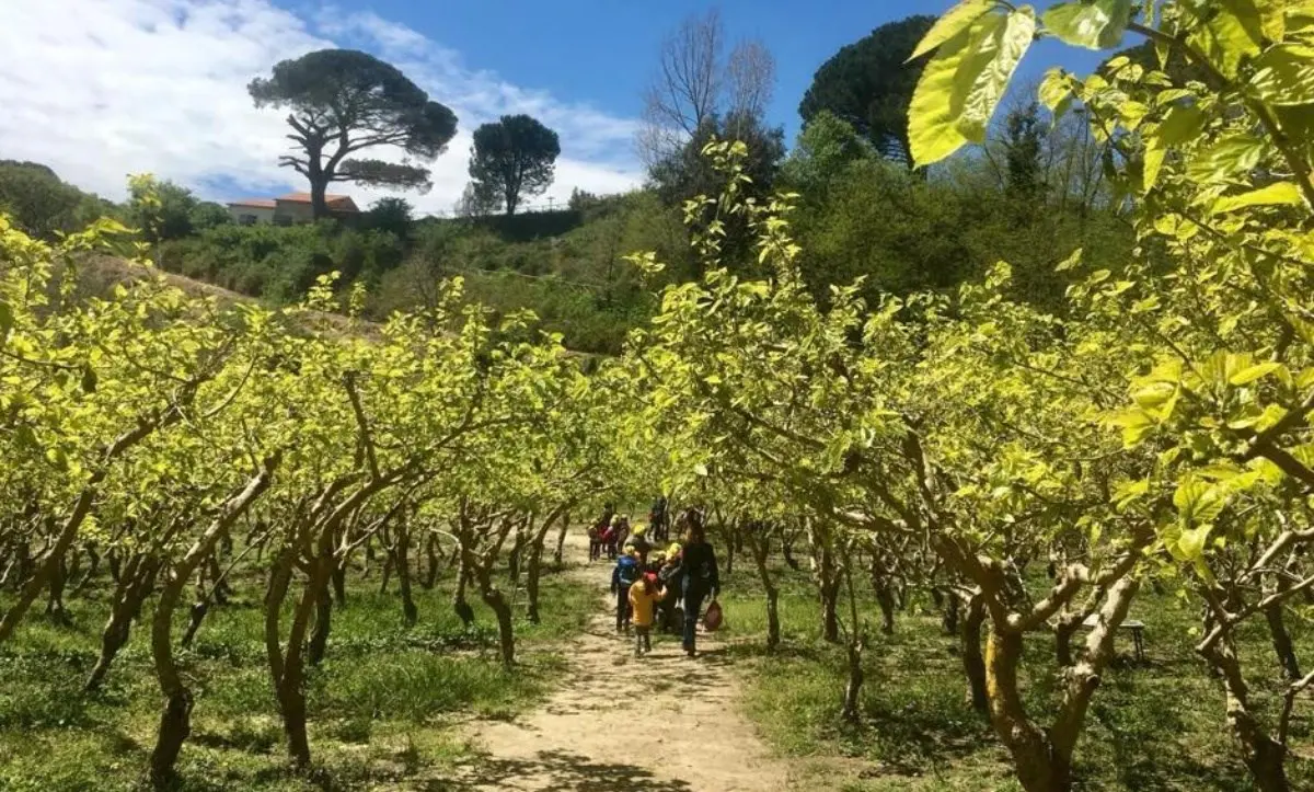 Ritornano in Calabria per produrre seta, a San Floro la scommessa vincente di tre giovani