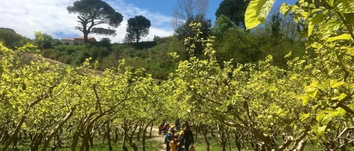 Ritornano in Calabria per produrre seta, a San Floro la scommessa vincente di tre giovani