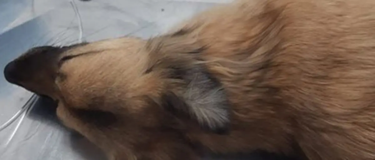 Mattanza di cani e gatti a Gimigliano, l’Aidaa presenta un esposto in Procura: «Nessuno è intervenuto»