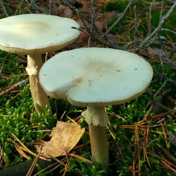 Mangia funghi velenosi, in gravissime condizioni una 61enne del Cosentino