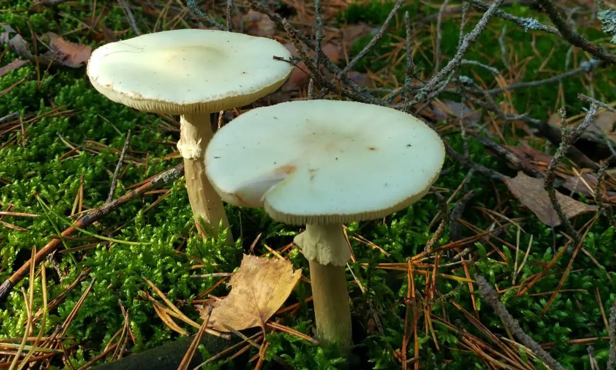 Mangia funghi velenosi, in gravissime condizioni una 61enne del Cosentino