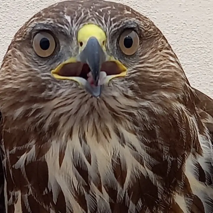 Scilla, la staffetta tra carabinieri forestali e Wwf Calabria per salvare una poiana ferita da una fucilata