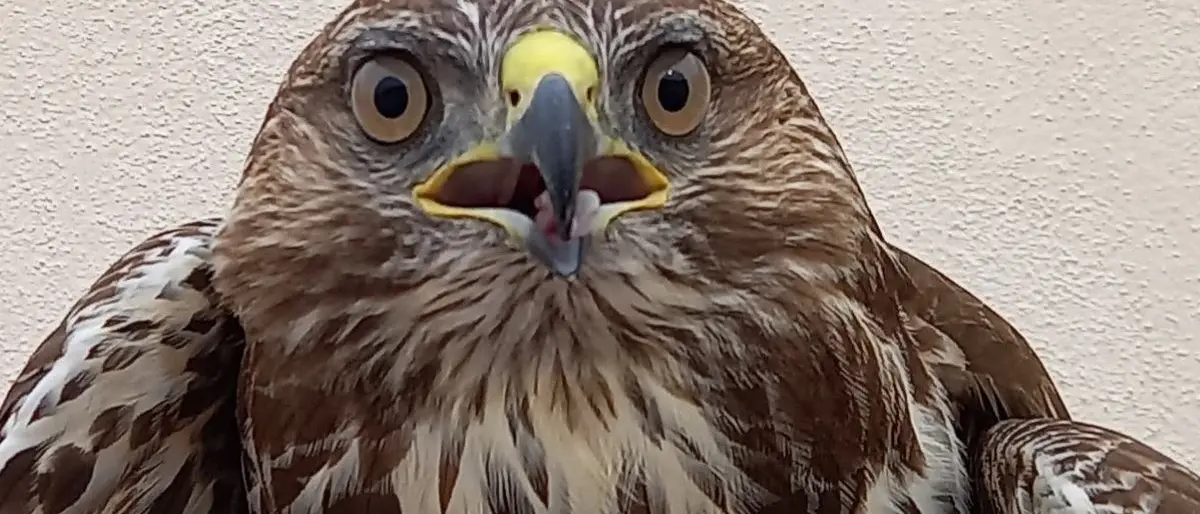 Scilla, la staffetta tra carabinieri forestali e Wwf Calabria per salvare una poiana ferita da una fucilata