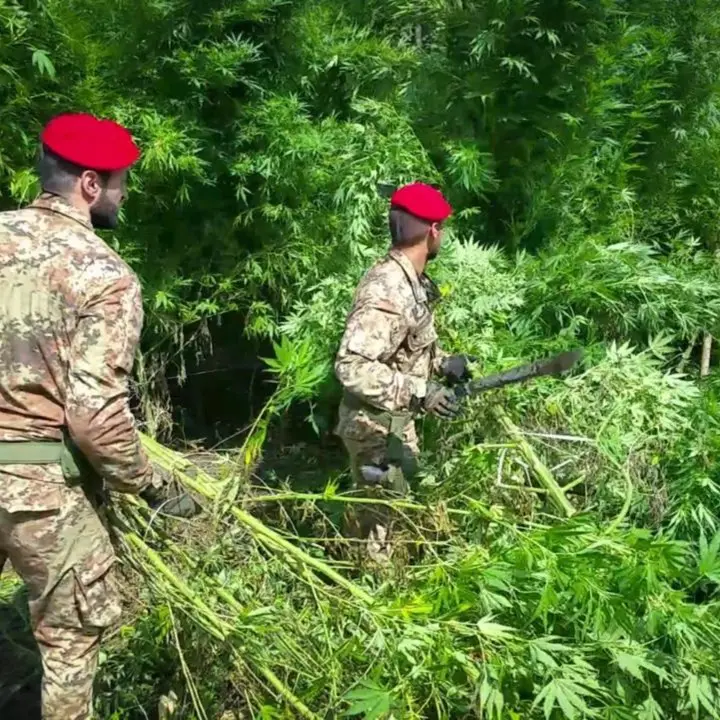 Scoperta piantagione di marijuana a Mammola, quattro misure cautelari