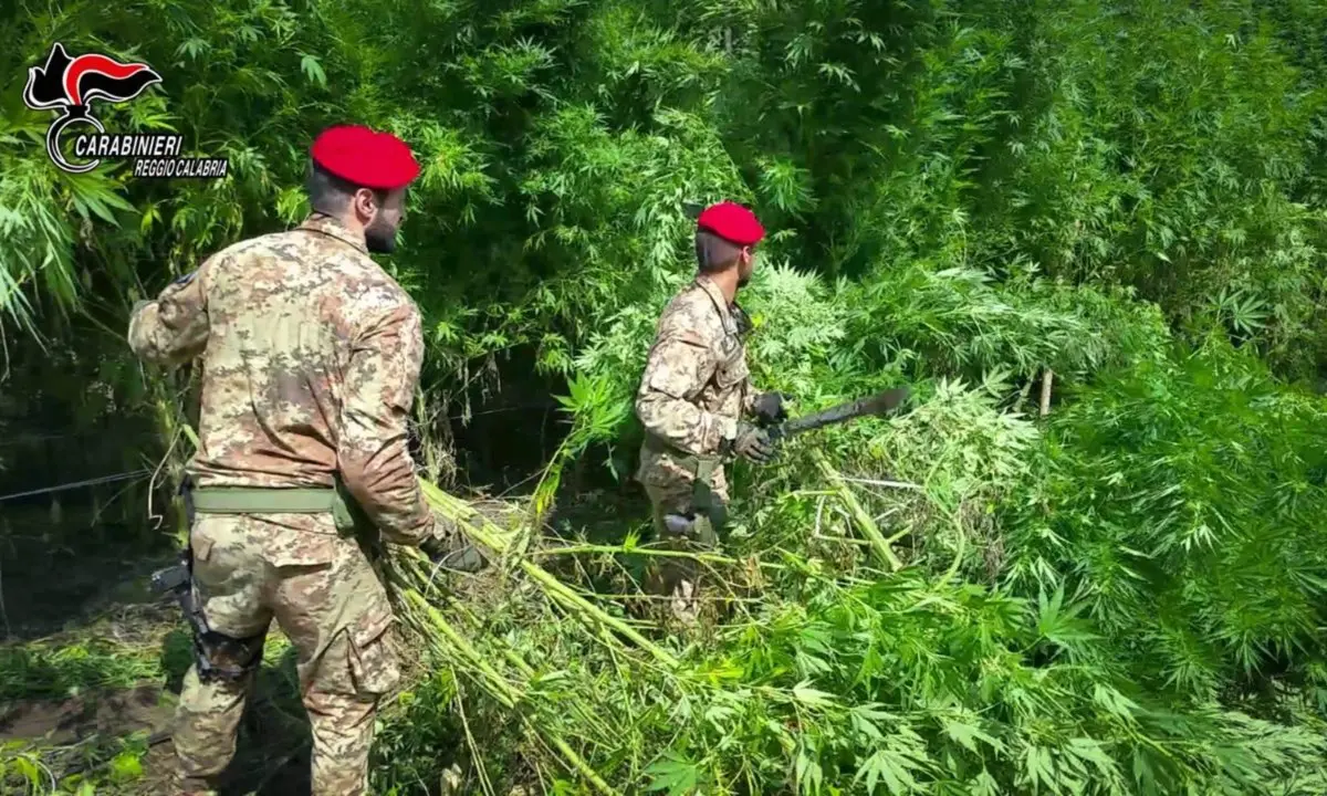 Scoperta piantagione di marijuana a Mammola, quattro misure cautelari