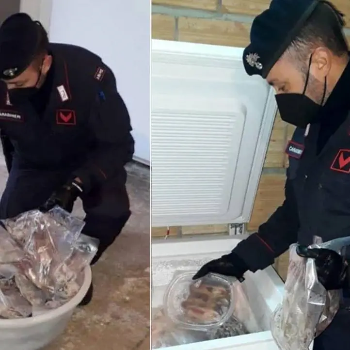 Il ghiro cibo dei boss: cacciato di frodo in tutta la Calabria per le mangiate di ‘ndrangheta
