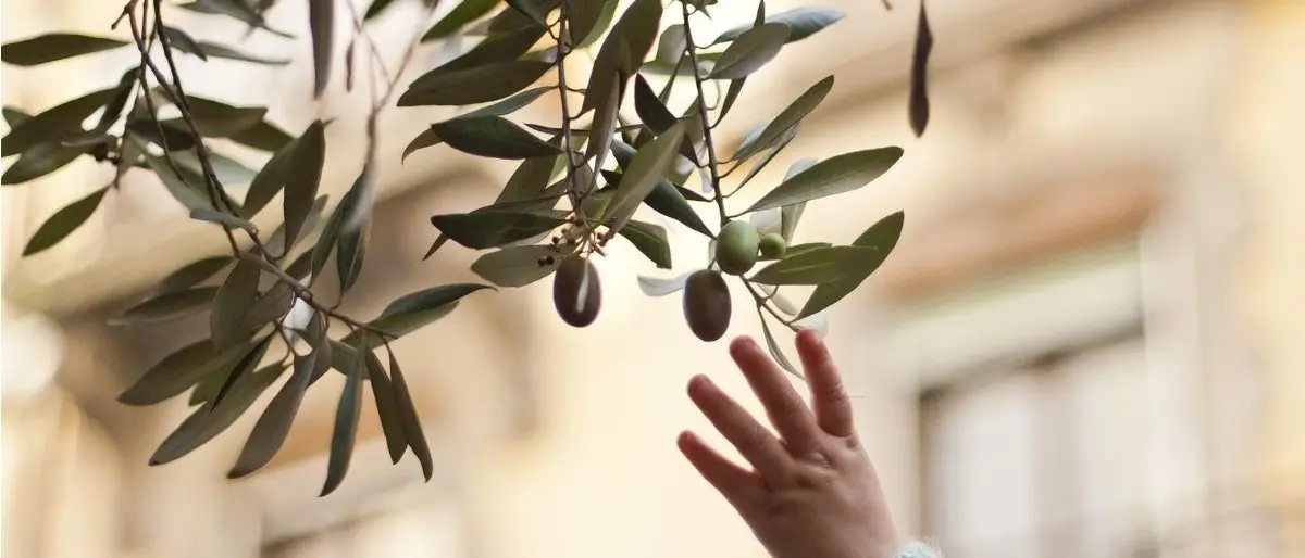 Detenuti in campo per salvare l’olivo della Madonna, antica pianta a rischio estinzione