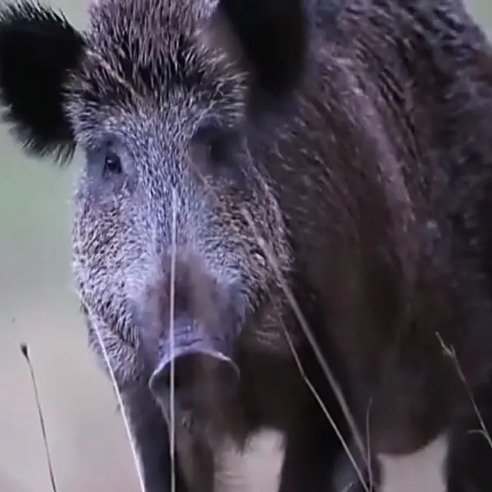 Primo caso di trichinosi nel cinghiale in Calabria: è una malattia trasmissibile dall’animale all’uomo