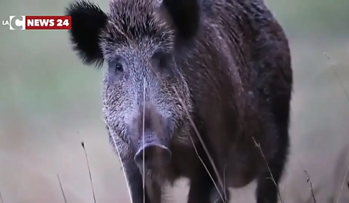 Primo caso di trichinosi nel cinghiale in Calabria: è una malattia trasmissibile dall’animale all’uomo