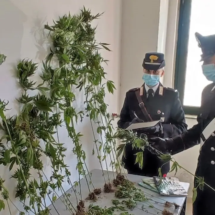 Petronà, coltivava marijuana in una serra: denunciato un 55enne