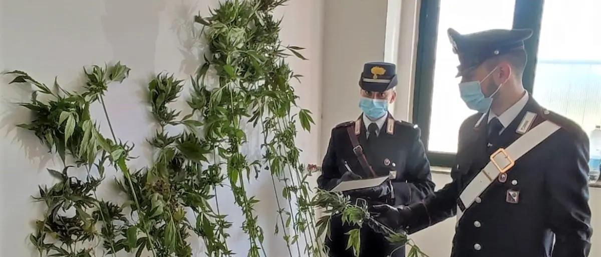 Petronà, coltivava marijuana in una serra: denunciato un 55enne