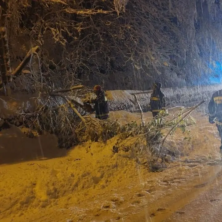 Nevicate in Sila, disagi sulla statale 107 per caduta alberi: ripristinata la circolazione