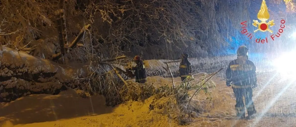 Nevicate in Sila, disagi sulla statale 107 per caduta alberi: ripristinata la circolazione