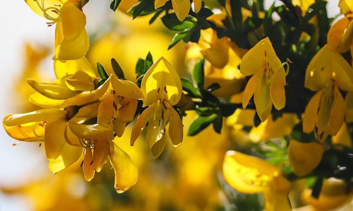 Dalla ginestra nascono nuovi filati naturali: i chimici Unical sviluppano una nuova tecnologia