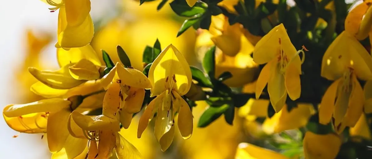 Dalla ginestra nascono nuovi filati naturali: i chimici Unical sviluppano una nuova tecnologia